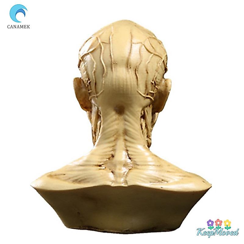 KeepMoving Human Muscle Skeleton Model Muscle Anatomy Sculpture Art Sketch อุปกรณ์การเรียนรู้ใหม่