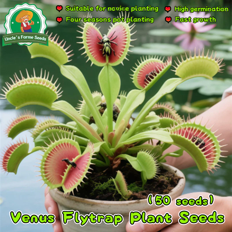 50เมล็ด/แพ็ค ไม้กินแมลง กาบหอยแครงปากแดง (Venus Flytrap) Potted Insectivorous Dionaea Muscipula Giant Clip Flytrap Plant