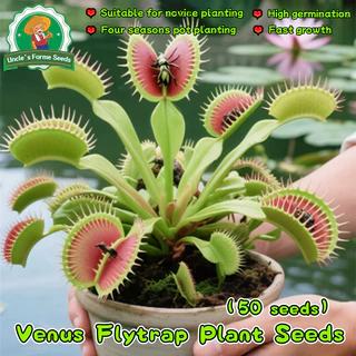 50เมล็ด/แพ็ค ไม้กินแมลง กาบหอยแครงปากแดง (Venus Flytrap) Potted Insectivorous Dionaea Muscipula Giant Clip Flytrap Plant
