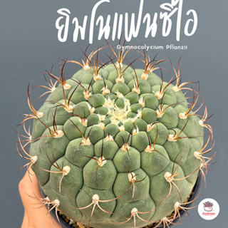 ยิมโนแฟนซิไอ Gymnocalycium Pflanzii แคคตัส กระบองเพชร cactus…