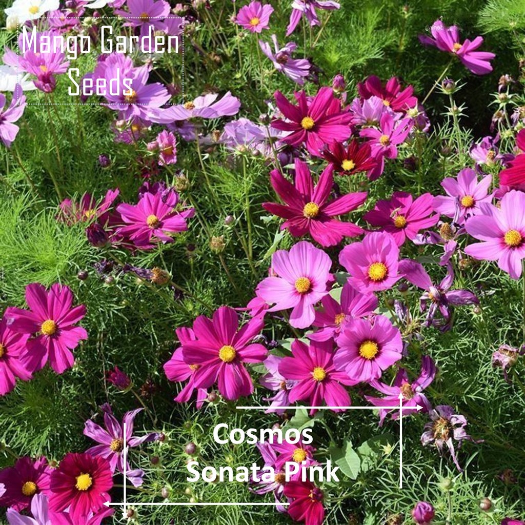 [จัดส่งฟรี]Pink Sonata Cosmos Flower Seeds - 50 เมล็ด *กระถางที่เป็นมิตร* ดอกไม้กระถางขนาดใหญ่ Cosmo
