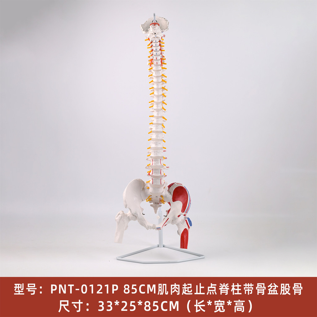 Spot Goods#85CM Muscle Starting and Ending Points Human Spine Model Human Body1:1Spine model human s