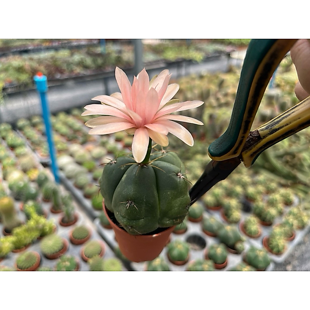 Gymnocalaycium   “ Dunudatum “🌸🌸🌸