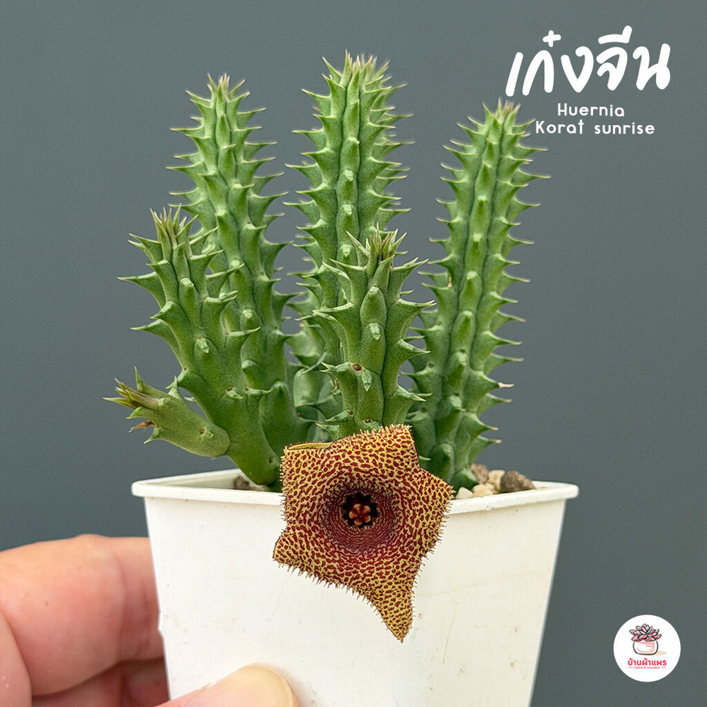 เก๋งจีน Huernia Korat sunrise แคคตัส กระบองเพชร cactus&succulent