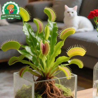 50เมล็ด/แพ็ค ไม้กินแมลง กาบหอยแครงปากแดง (Venus Flytrap) Potted Insectivorous Dionaea Muscipula Giant Clip Flytrap Plant