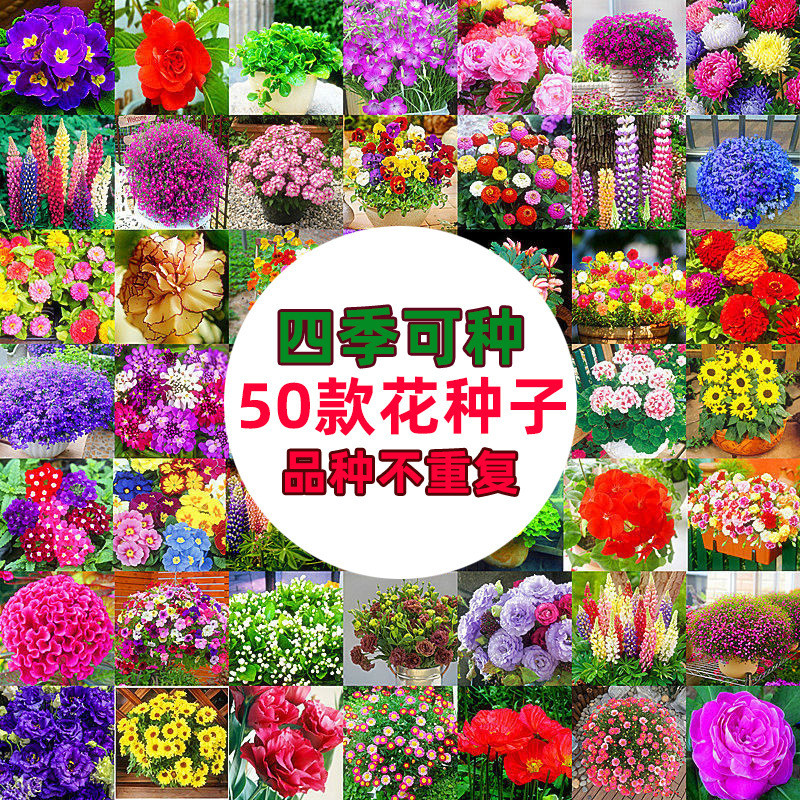 ⭐10.7 Easy-to-Explode Pot Seeds Unbreakable Flower Seeds Indoor Outdoor