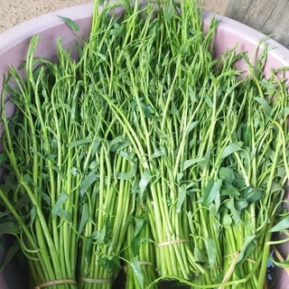 ซื้อ 5 แถม 5 ฟรี！เมล็ดพันธุ์ ผักบุ้งแก้ว 60 เมล็ด (พันธุ์แตกกอ)เมล็ดใหม่สมบูรณ์ อัตราความงอกสูง ซื้อ ปลูกง่ายโตเร็ว