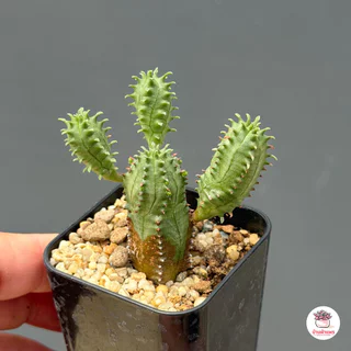 ยูโฟเบียนักกล้าม Euphorbia Pseudo Globosa แคคตัส กระบองเพชร cactus&succulent