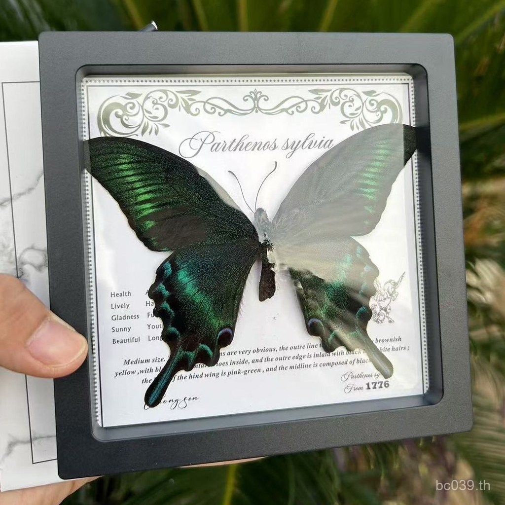 กรอบรูปผีเสื้อสามมิติ สำหรับเครื่องประดับวิทยาศาสตร์ และของขวัญวันเกิด ตกแต่งบ้าน ZPW1
