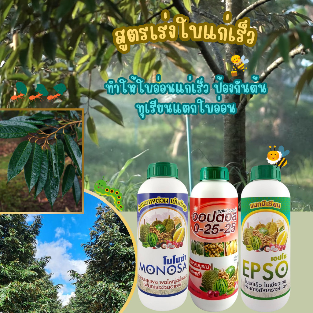 สูตรเร่งใบแก่เร็ว  ทำให้ใบอ่อนแก่เร็ว ป้องกันต้นทุเรียนแตกใบอ่อน