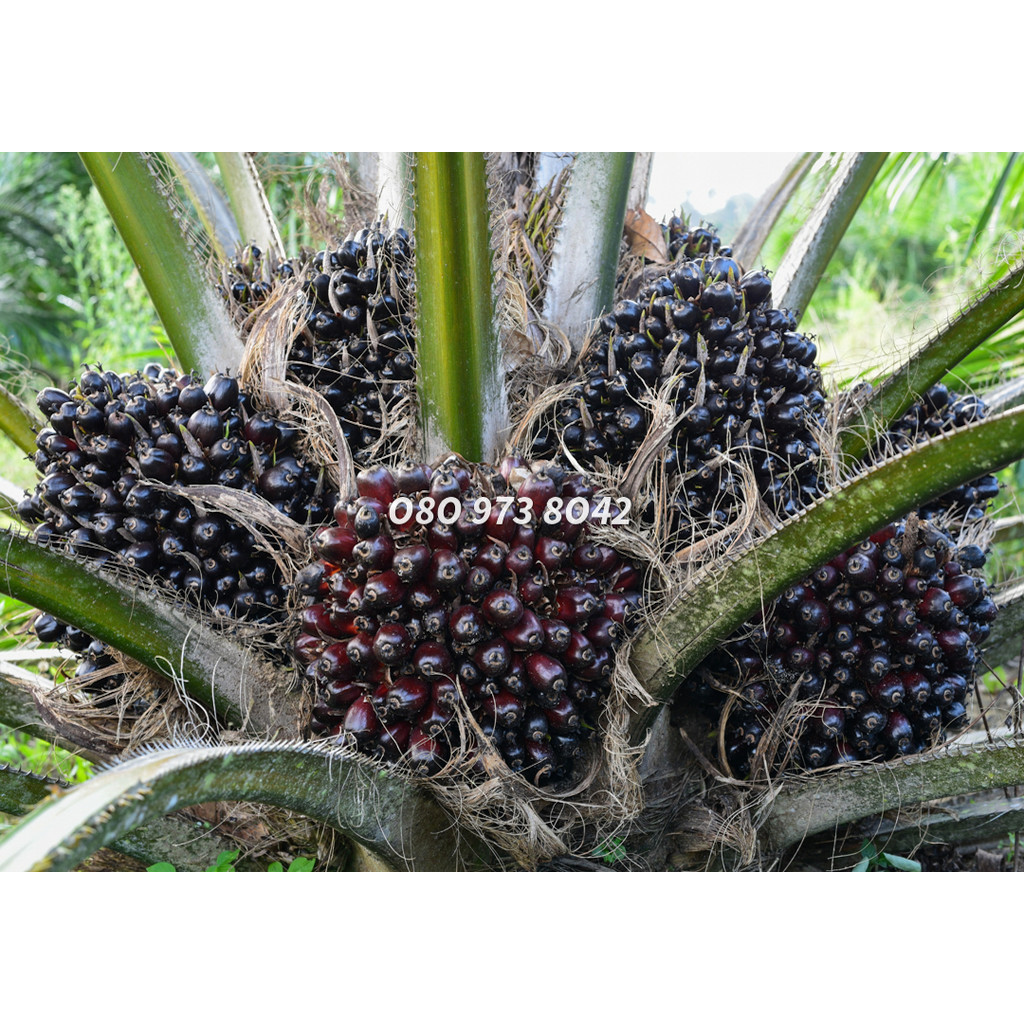 พันธุ์ปาล์ม ยังกัมบิ ML161 (Yangumbi ML161) รุ่น 8เดือน โทร 098 0130425