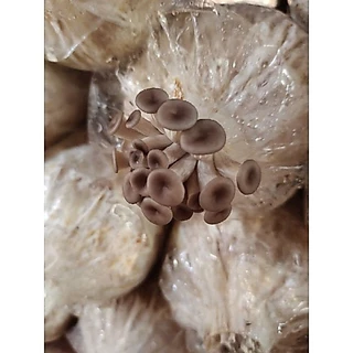 ก้อนเชื้อเห็ดนางรมดำขนาดทดลอง 3 ก้อน50บาท