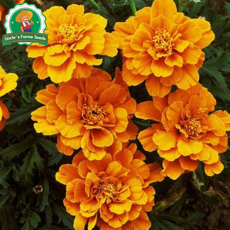 บรรจุ 150 เมล็ด ดอกดาวเรือง คุณภาพดี Mixed French Marigold Seeds รัศมี สีเหลือง F1 เมล็ดพันธุ์ดอกไม้ เมล็ดพันธุ์ Plants - รูปที่ 6