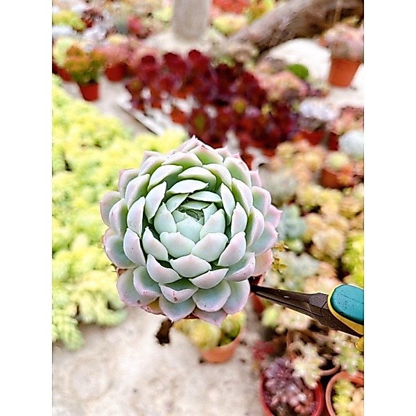 Echeveria Raspberry Ice กุหลาบสีวินเทจ