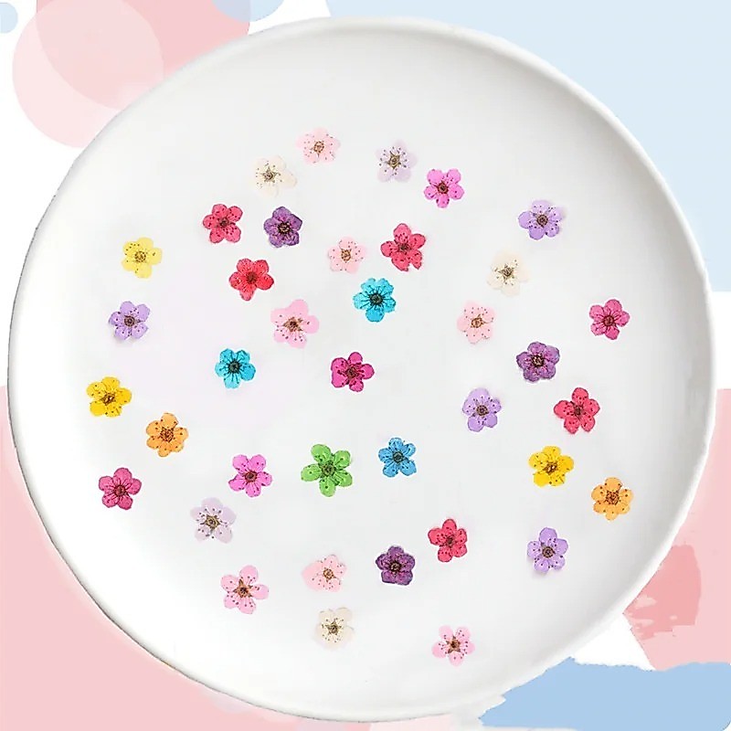 Pressed Narcissus แห้งดอกไม้ Plum Blossom Nail art กาวหยด Jewellery Facial Decal,0.7-1 ซม./20 ชิ้น