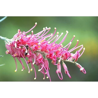 🌿สนเกรวิลเลีย ชมพูแคระ Lollypop🌸เล็ก