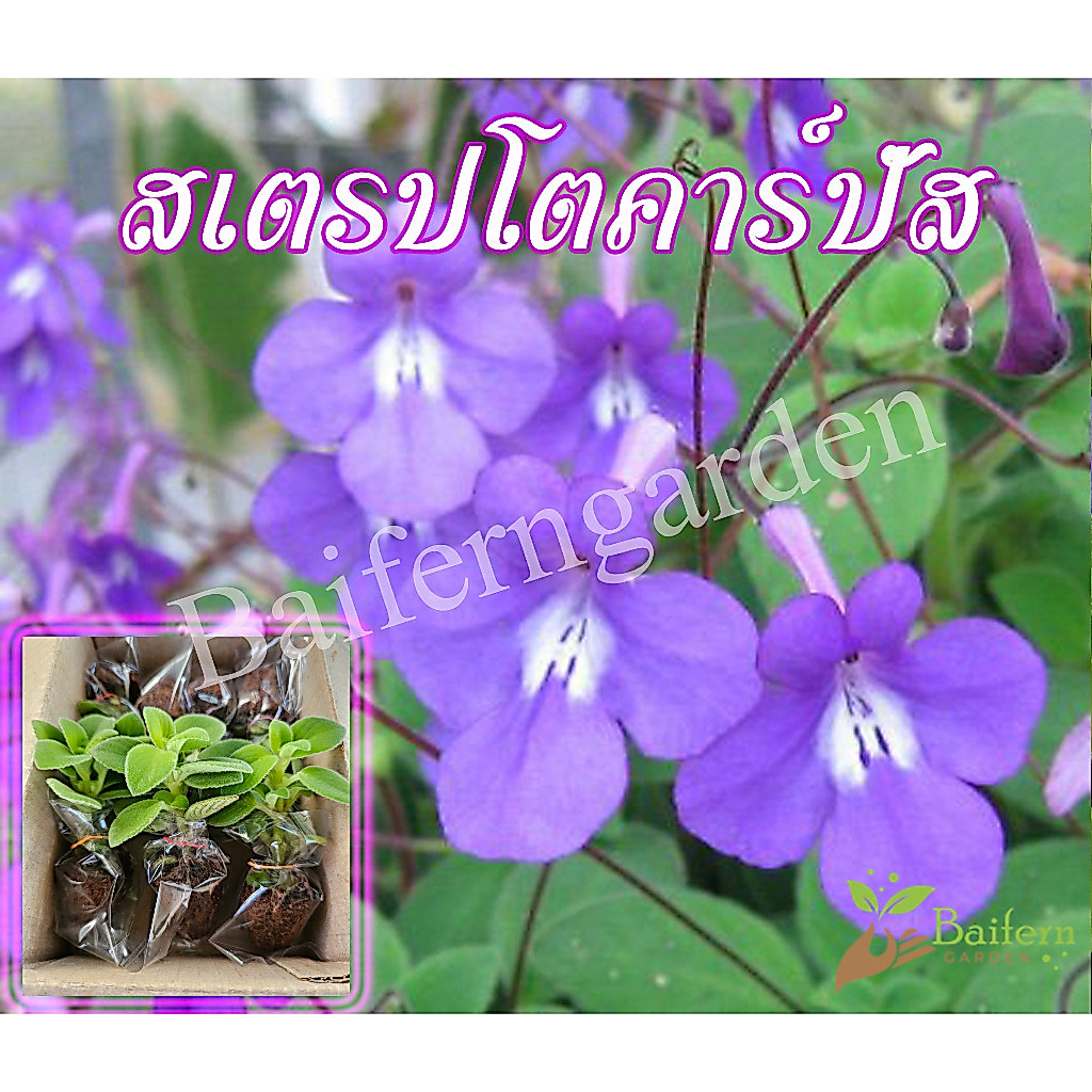 ต้นกล้าดอกสเตรปโตคาร์ปัส ไม้แดดรำไร ดอกเล็กสีม่วง สวยงาม เลี้ยงง่าย