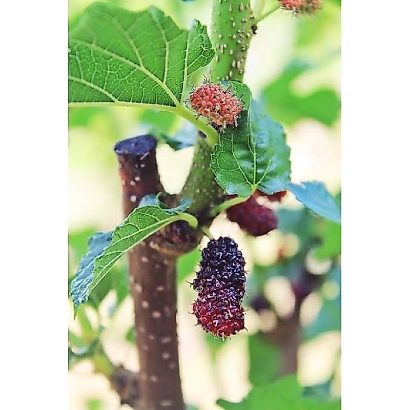 หม่อนหรือมัลเบอรี่ (พันธุ์มัลเบอรี่พันธุ์เชียงใหม่)🍇🍒 (กล้าปักชำ/สูง40-50ซม.) กล้าละ 50฿