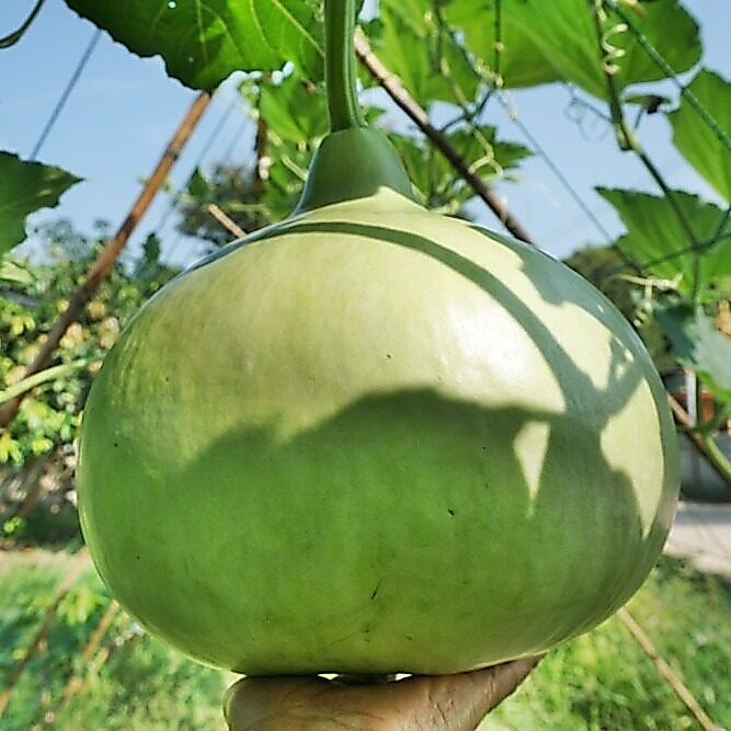 เมล็ดพันธุ์ เมล็ดน้ำเต้า น้ำเต้ากลม 4-60 เมล็ด คัดพิเศษ นิยมปลูกในสวนครัวและฟาร์มเกษตรอินทรีย์ [ 10 เเถม 1คละได้]