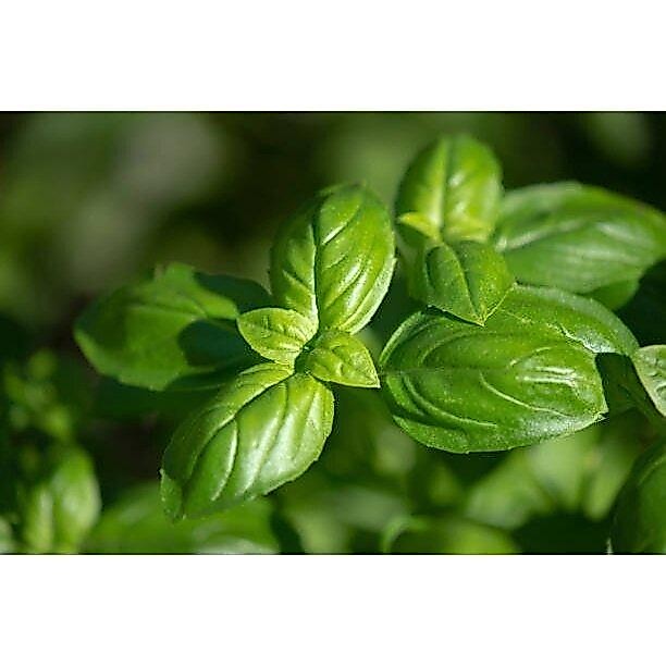 เมล็ดโหระพา อิตาเลี่ยน เบซิล italian basil (เขียว,ม่วง)