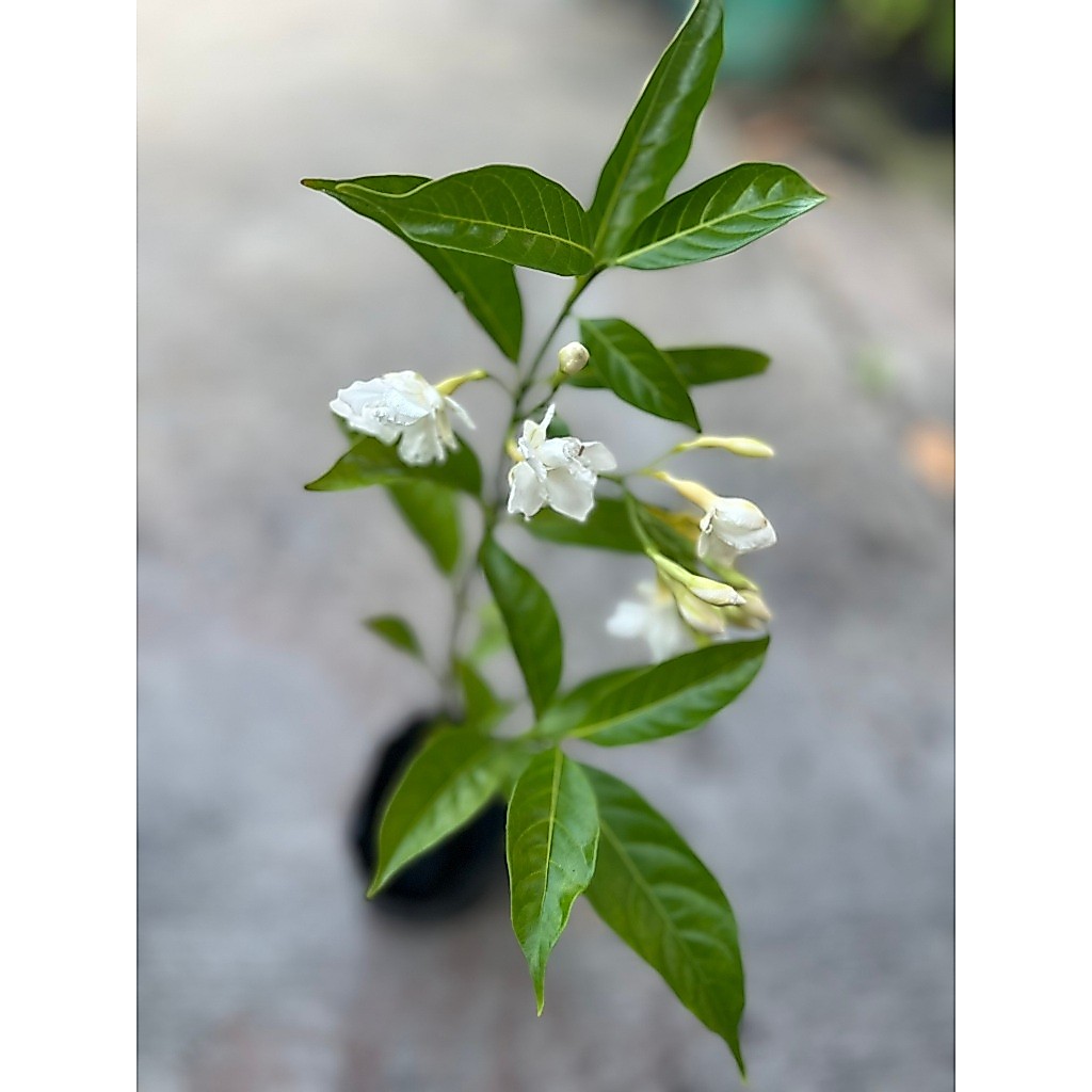 ต้นพุดจีบ  (Crepe Jasmine) ไม้พุ่มดอกสีขาว กลิ่นหอม ร้านต้นไม้ Patsorntree