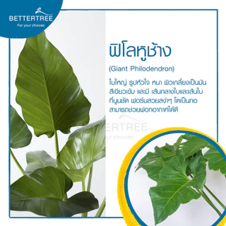 ฟิโลหูช้าง (จำนวน 1 ต้น) เลี้ยงน้ำได้ ต้นไม้มงคล ต้นไม้ฟอกอากาศ