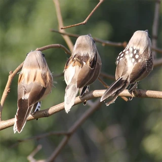 FEELFLY นกประดิษฐ์น่ารักปลอมโฟมสัตว์จําลอง Feather Birds รุ่น DIY Craft งานแต่งงานบ้านสวนเครื่องประดับตกแต่ง E1N9