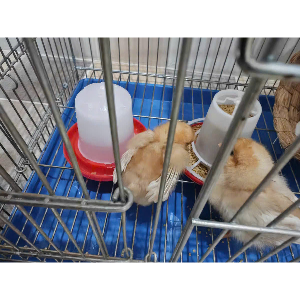 Rutin ชุดป้อนไก่ Rutin ขวดน้ําไก่ Chick Feeder ขวดน้ําไก่ Chick Feeder นกกระทา Feeder