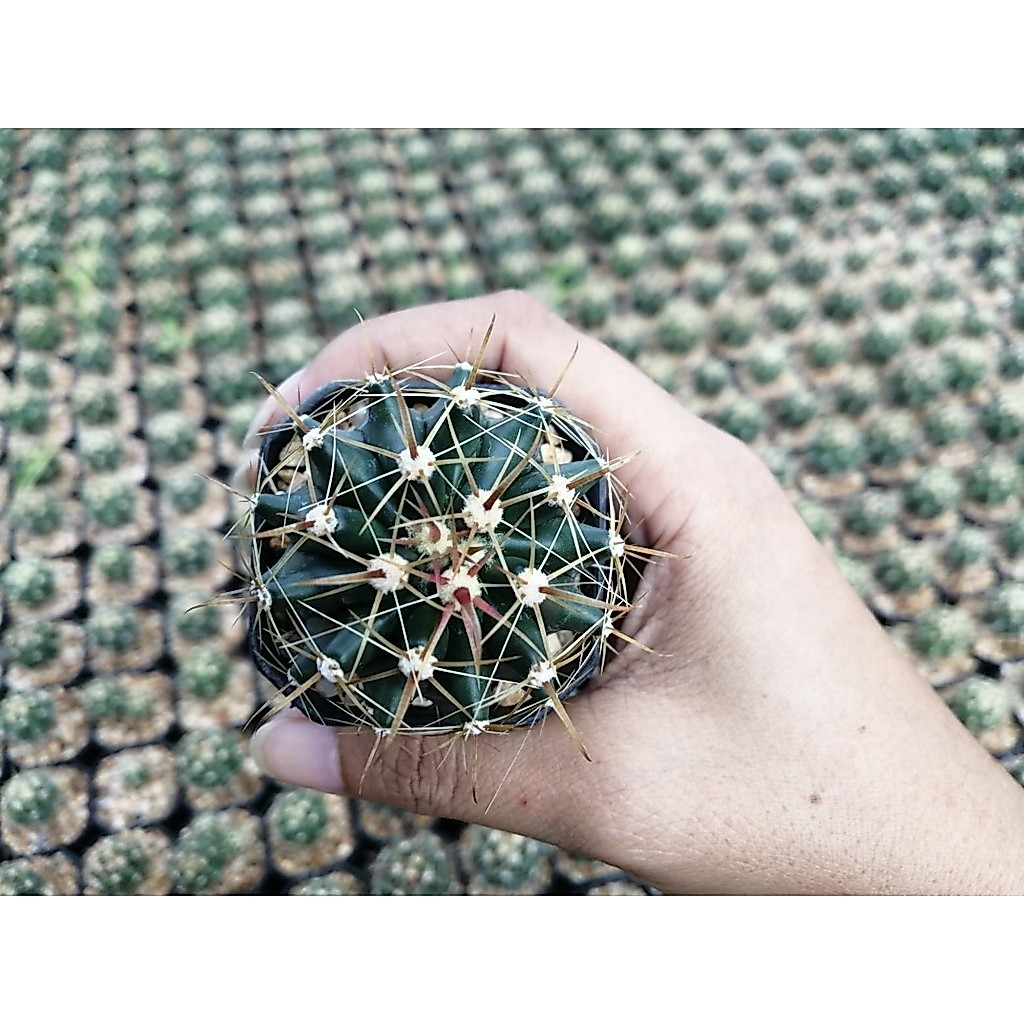 🌵💥 เฟโรเล็บเหยี่ยว  💥🌵  Ferocactus peninsulae  ขนาด 3-4 ซม. ไม้เมล็ด ต้นกระบองเพชร ต้นแคคตัส (แคคตัส กระบองเพชร)
