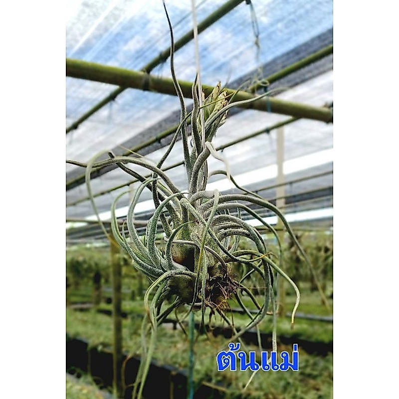 Tillandsia Ty (ehlersiana ×bulbosa)