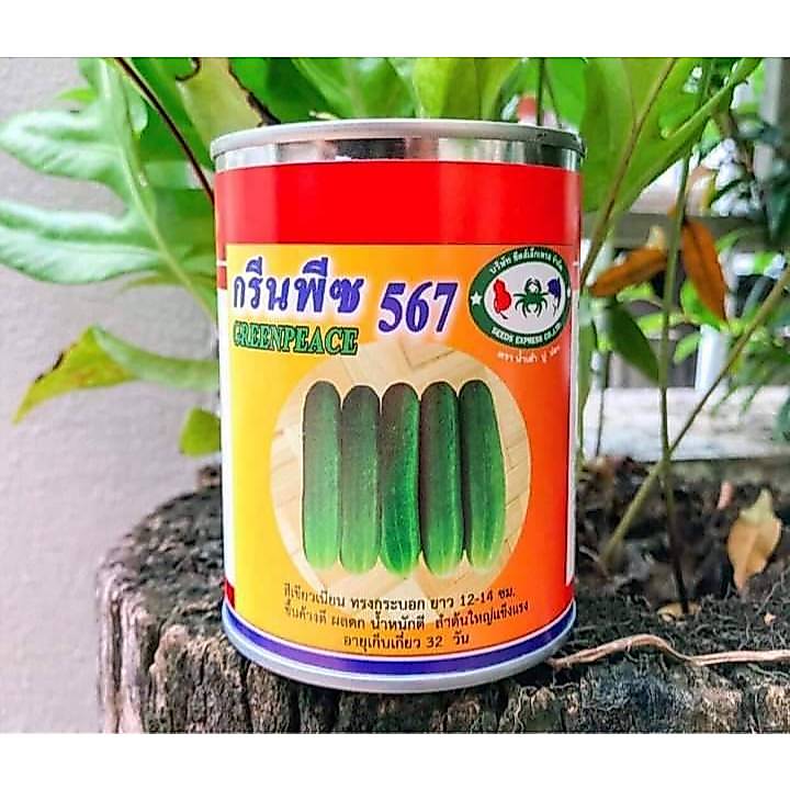 แตงกวากรีนพืช567 เขียวเข้ม ดก ผลทรงกระบอก ทนโรค ผลยาว 13-14 ซม. อายุเก็บเกี่ยว 32 วัน ปลูกใด้ทุกภาคของประเทศ