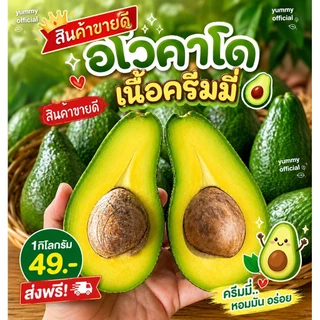 จัดดส่งฟรี!!! Avocado อโวคาโด =1กิโลกรัม= พันธุ์พื้นเมือง บัคคาเนีย บัคคาเนีย แฮส ปีเตอร์สัน อโวคาโด้ อโวคาโด อะโวคาโด