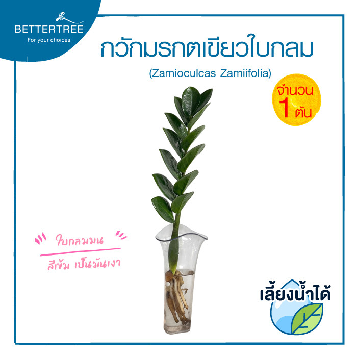 กวักมรกตเขียวใบกลม (จำนวน 1 ต้น) เลี้ยงน้ำได้ (Zamioculcas zamiifolia) ไม้ฟอกอากาศ ไม้มงคล