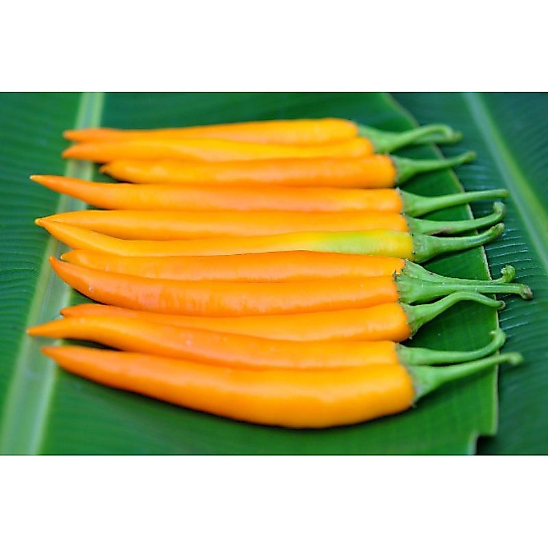 เมล็ดพริกเหลือง 25 เมล็ด 10เเถม 1