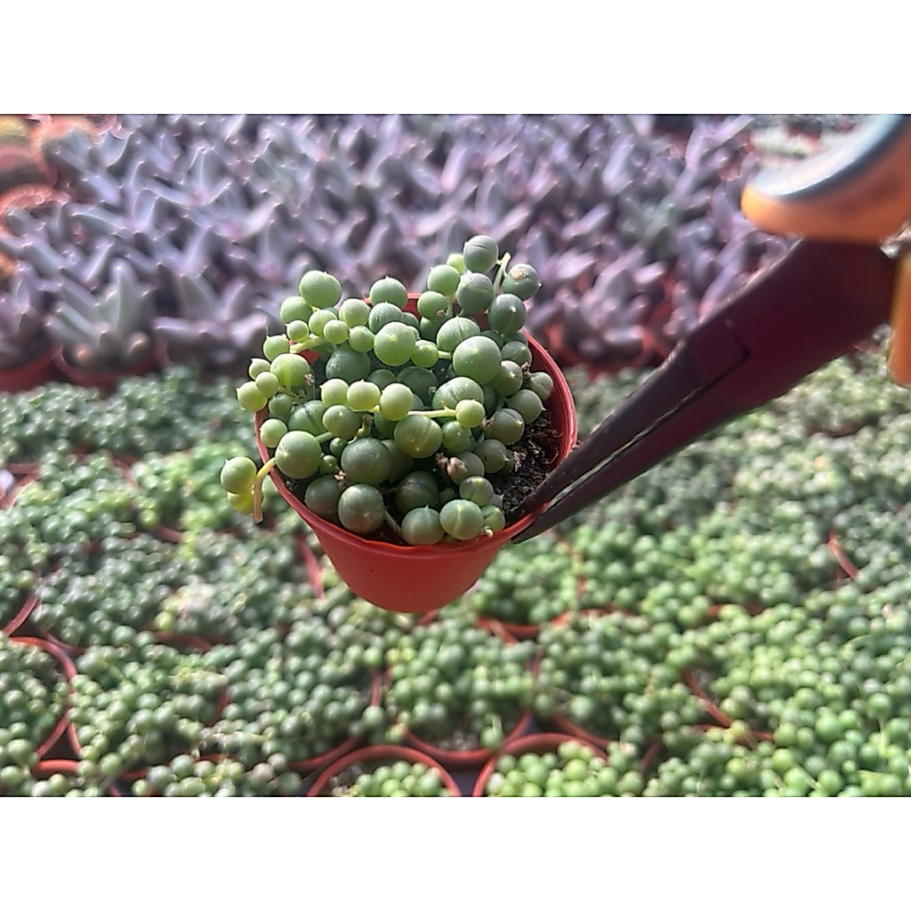 สร้อยไข่มุกใบกลม Green Pistachio