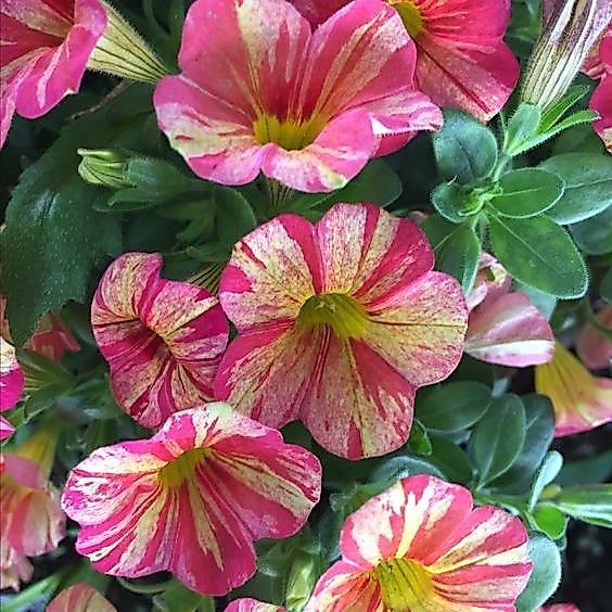 15 เมล็ด ดอกบานเย็น Mirabilis Marvel-of-peru Four-oclocks Seeds ดอกสีชมพูเหลือง