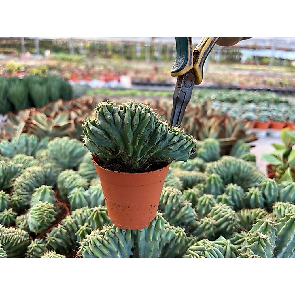 Pilosocereus   blue  Christats