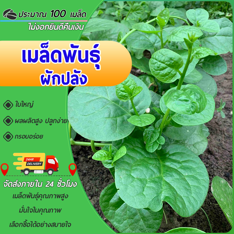100 เมล็ด เมล็ดผักปลัง เมล็ดพันธุ์ผักปลัง ผักปลังเขียวยักษ์ ผักปลังเขียวยอดใหญ่ อุดมด้วยคุณค่าอาหาร