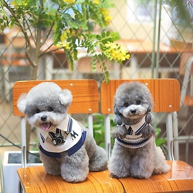 Momoji Tennis Pet Bib - White ชุดเทนนิสชาย เทนนิสหญิง ชุดสำหรับสุนัข แมว ชุดน้องหมามีกระโปรง