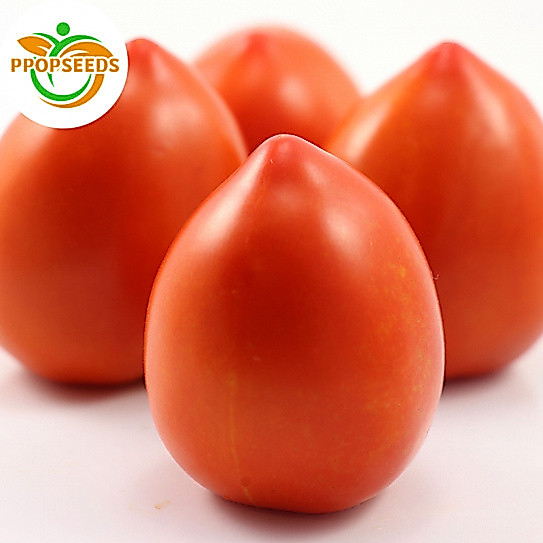 SUPER POPE TOMATO SEEDS(200 Seeds) - High Yielding Variety-PPOP SEEDS