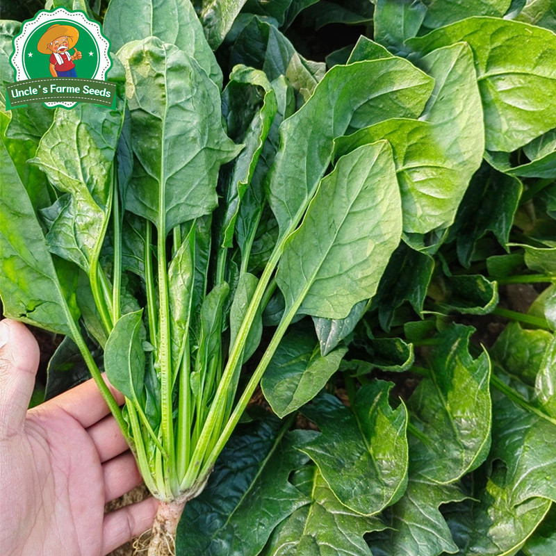 งอกง่าย 200เมล็ด/ซอง ทานอร่อย เมล็ดปวยเล้ง Chinese Spinach Seeds Vegetable Seeds Plant ปวยเล้งยักษ์ ญี่ปุ่น เมล็ดปวยเล้ง - รูปที่ 5