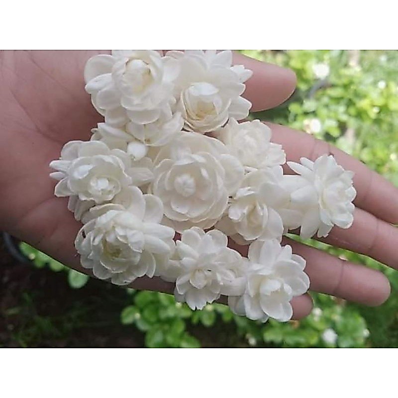 💓💓มะลิซ้อนญี่ปุ่น💓💓หอมมาก