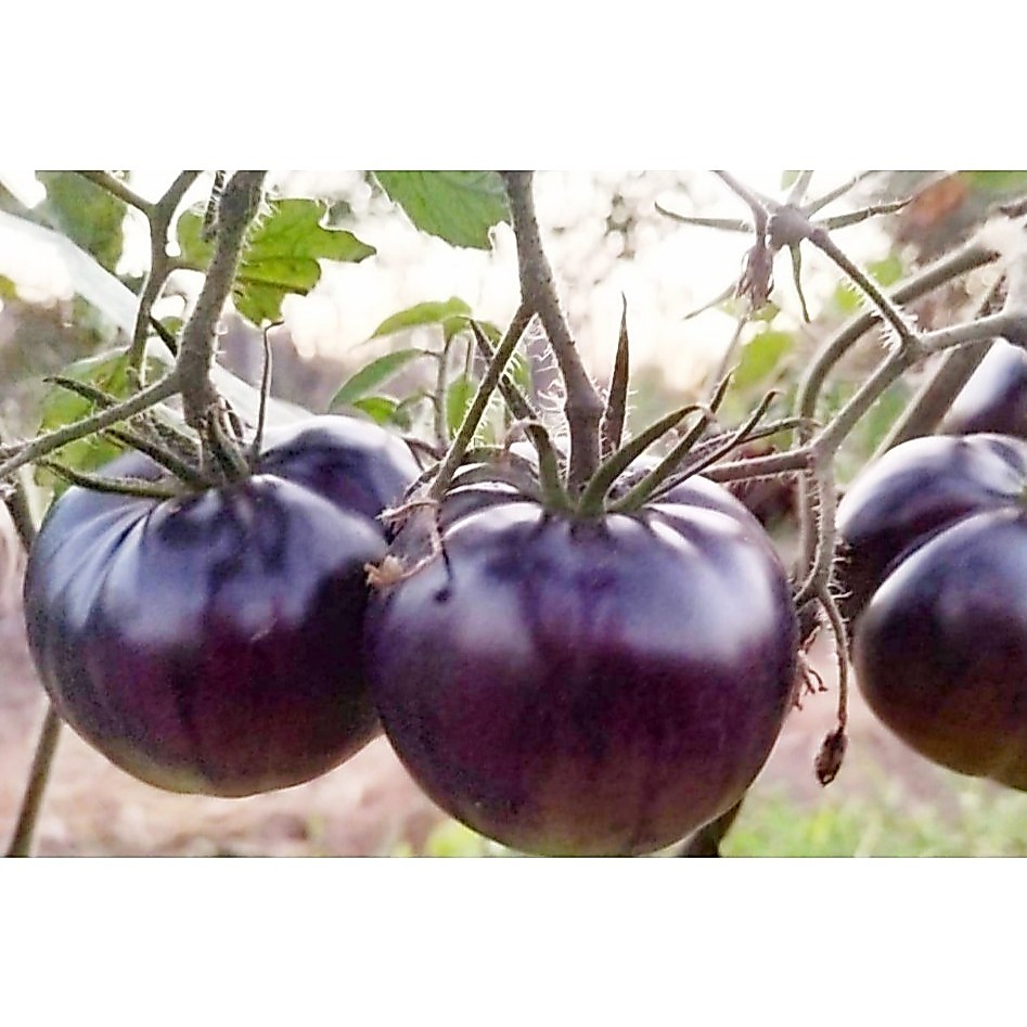 ต้นพันธุ์ มะเขือเทศดำ มะเขือเทศเชอรี่สีดำ ถุงดำพร้อมปลูก 29บาท  black tomato