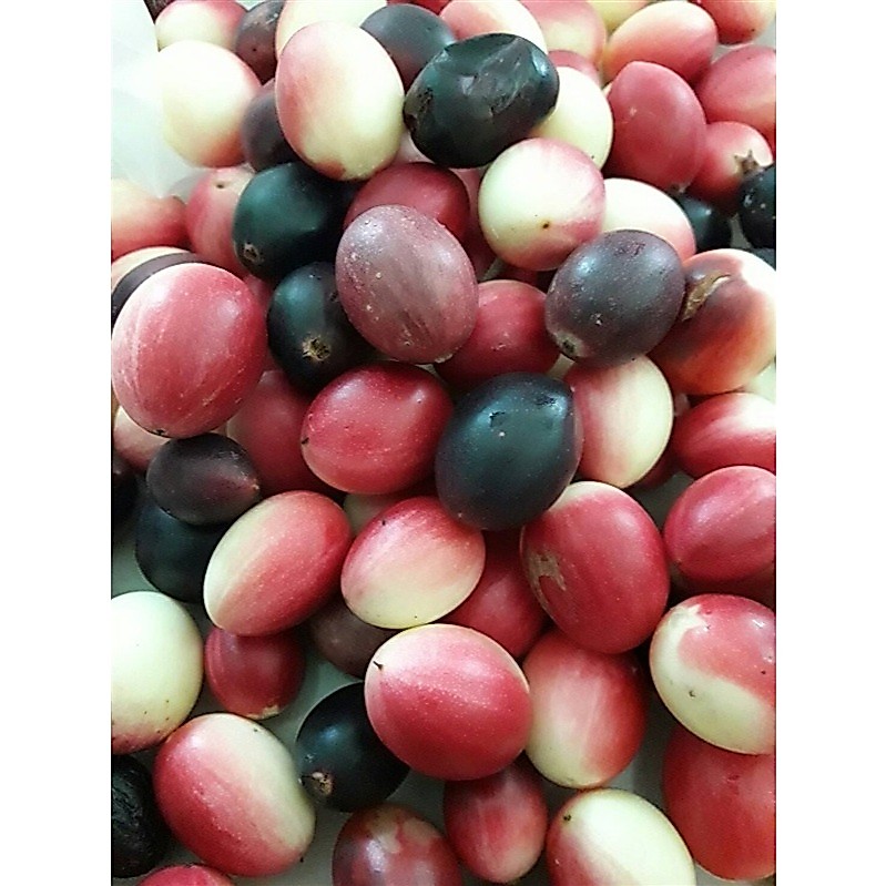 ต้นพันธุ์ มะม่วงหาว มะนาวโห่ พร้อมปลุก ต้นละ39บาท ดอกมะนาวโห่ มีกลิ่นหอมอ่อนๆ แปรรูปเติมรส กินอร่อย