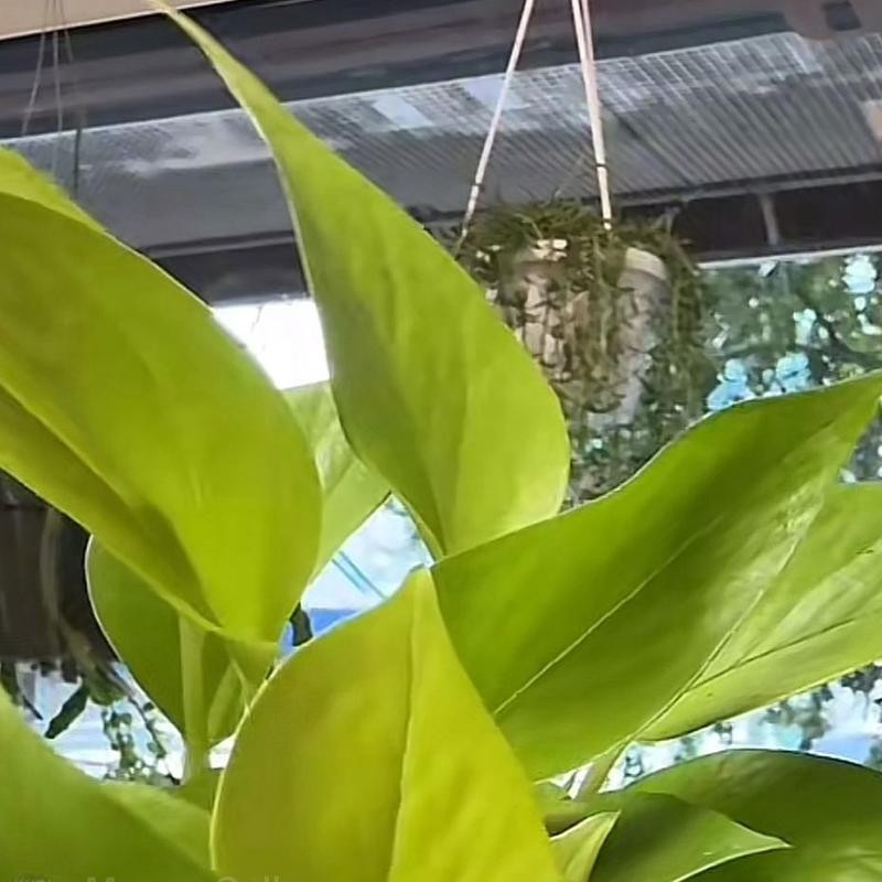 Pothos Neon 4 สุดยอด