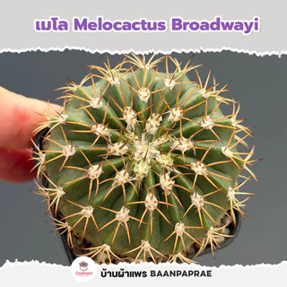 รวมกระบองเพชรและไม้อวบน้ำ หลายสายพันธุ์ ส่งทั้งกระถาง กุหลาบหิน cactus&succulent
