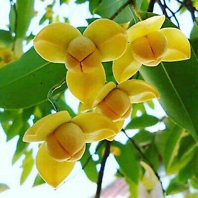 ขาย ต้นลำดวนไม้ดอกหอมต้นสวย สูงประมาณ80-90ซมขึ้นไปปลูกในกระถาง11-12นิ้วต้นแข็งแรงพร้อมปลูกค่ะ