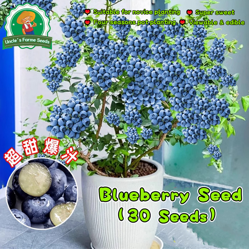 คุณภาพดี 30 เมล็ด ปลูกง่าย โตไว เมล็ดบลูเบอร์รี่ เมล็ดพันธุ์ บลูเบอร์รี่ Blueberry Seeds for Planting Fruit Seeds