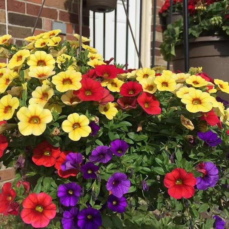 ซื้อ 5 แถม 5 ฟรี！เมล็ดพันธุ์ ดอกพีทูเนียเตี้ย คละสี 5000 เมล็ด Mixed Dwarf Petunia Flower Seed คละสีสวยปลูกง่าย - รูปที่ 5