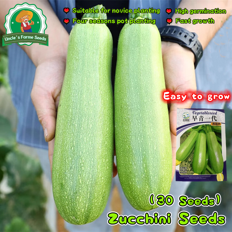 30เมล็ด เมล็ดพันธุ์ ซูกินีเขียวมรกต Green Zucchini Seeds for Planting Bottle Gourd Vegetable Seeds เ